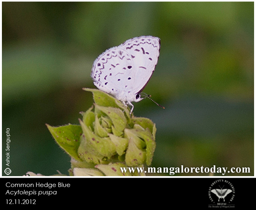 butterfly park belvai, Mangalore